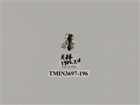 藏品(膜翅目(蜂))的圖片